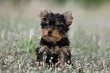 YORKSHIRE TERRIER 391